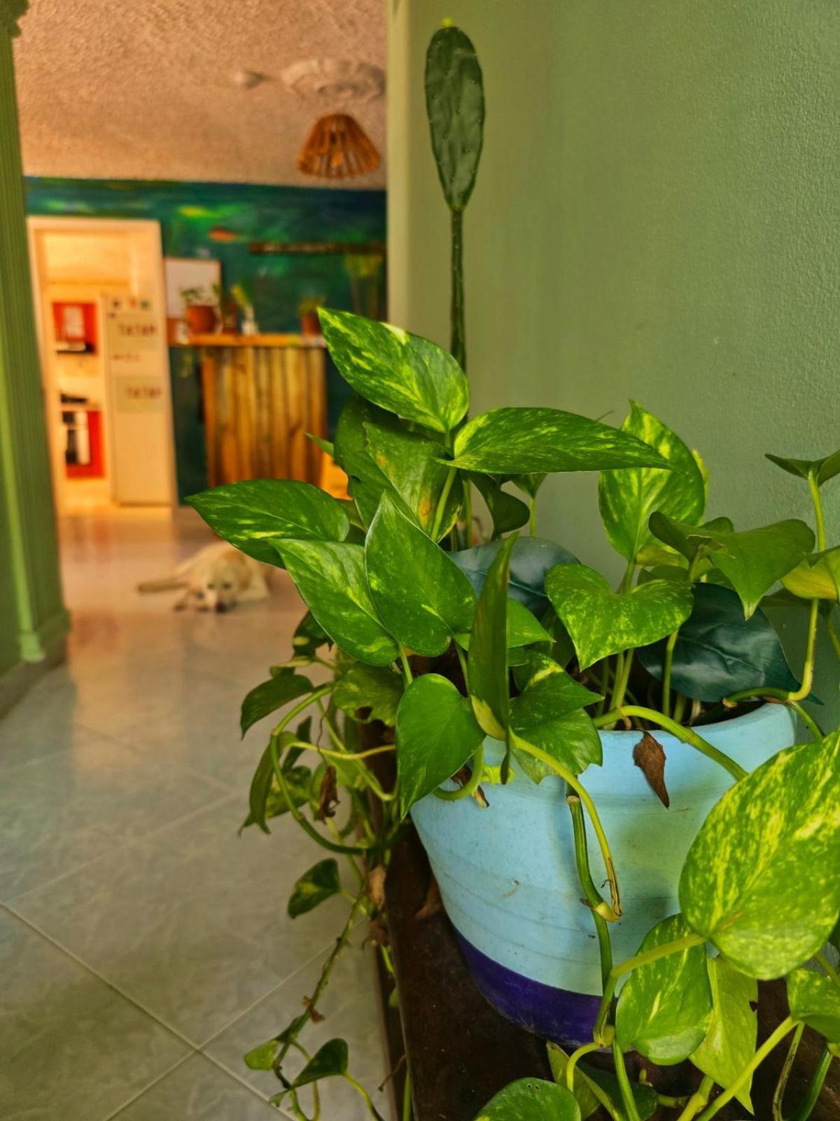 Tatami Hostel Bucaramanga Exterior foto